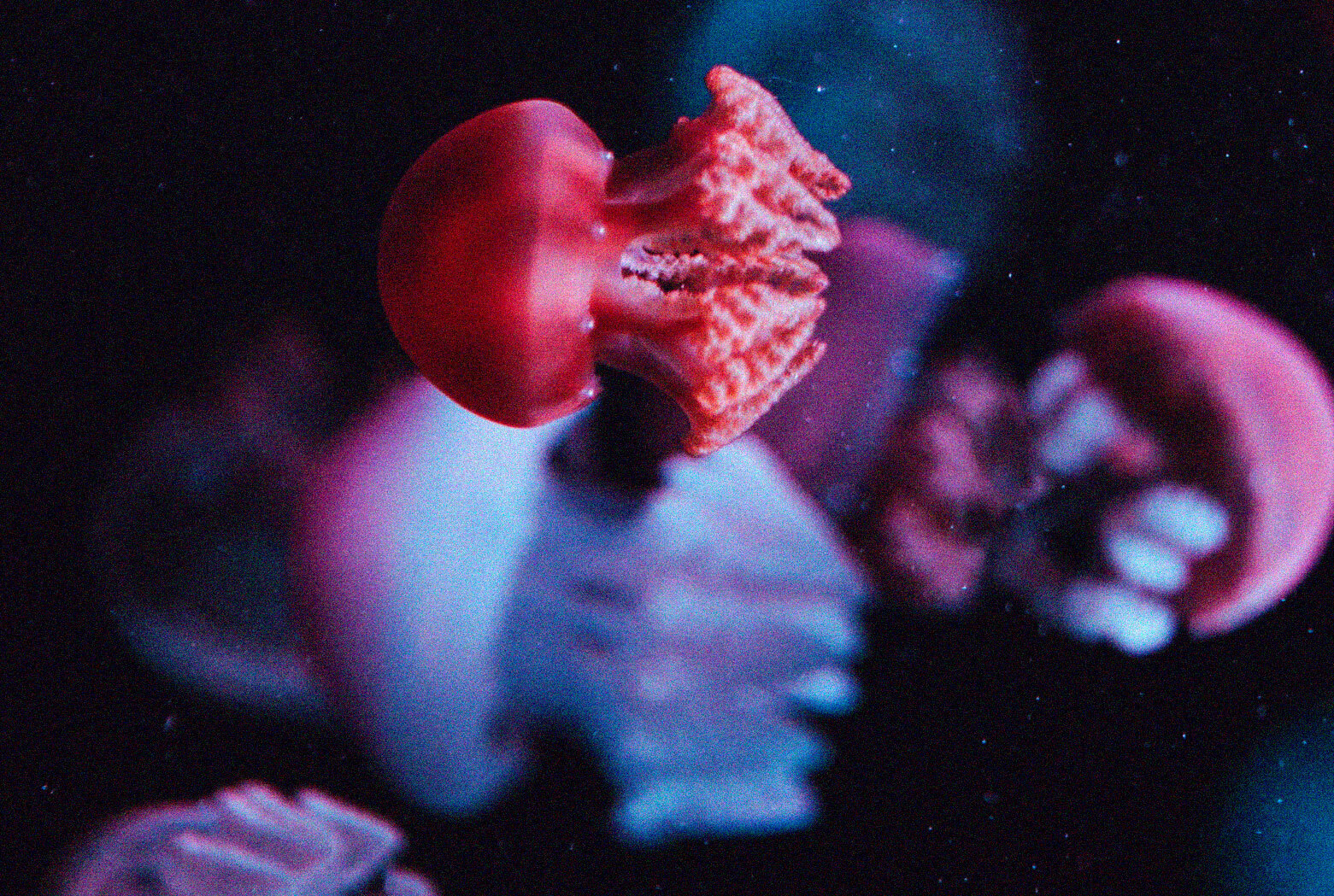 Image module